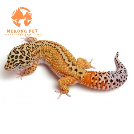 Leopard gecko ăn côn trùng sống như dế, sâu gạo, sâu superworm, wax worm, gián dubia, red runner… Côn trùng phải được phủ thêm bột vitamin và canxi không D3 để ngăn ngừa bệnh xương khớp.